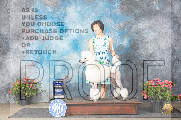 Poodle Std #15 Fri WDBOW Judge Christine Martinez__JP_4123_San Antonio_2024_HR3