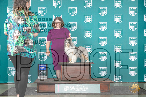 Shetland Sheepdog #343 Sat AG1 Judge Rick Gann__JP_2530_Premier_2024_HR3