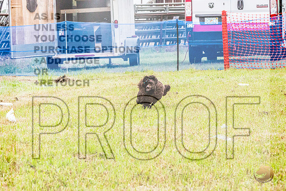 Poodle Std Misty Sat 3_JJL_1065_BatesvilleMS_2024_HR3
