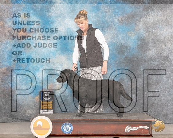 Labrador Retriever #16 Thurs BOWWB Judge Brad JenkinsMMJ_2250_Mdlnd2022_HR3