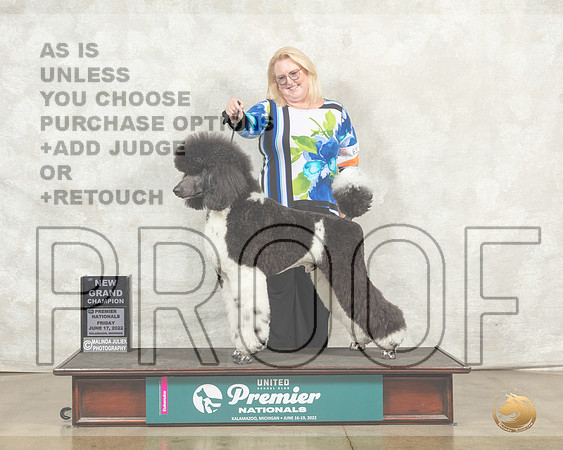 Poodle Std MC #653 Fri COCGCh Judge Pamela Perdue__MJ_7884_Premier_2022_HR3