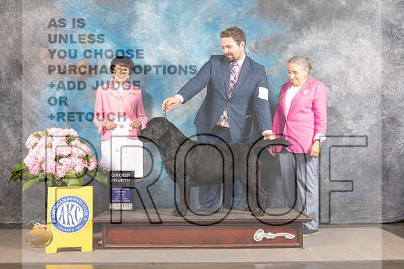 Labrador Retriever #27 Thur G4 Judge Barbara Alderman_MJ_4519_Houston_2022_HR3