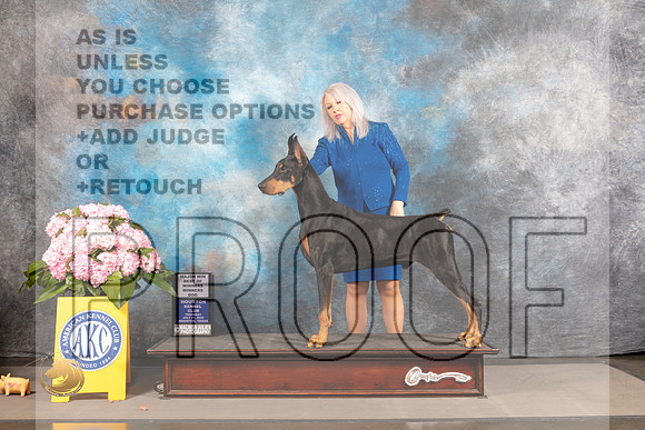 Doberman Pinscher #29 THUR WD BOW Major Judge Karen McFarlane_MJ_3828_Houston_2022_HR3