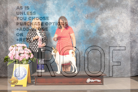 Norbottenspets #278 THUR BIM Judge Karen McFarlane_MJ_4333_Houston_2022_HR3