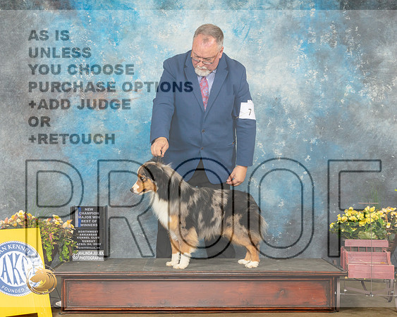 Miniature American Shepherd #7 Sun WDBOWNCh Judge Jan Sigler-MMJ_1365-NWARK2022-HR3