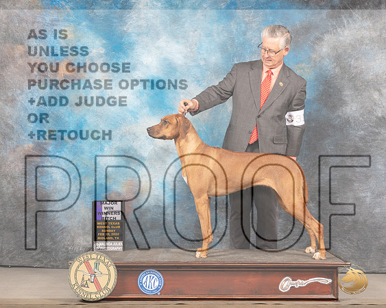 Rhodesian Ridgeback #24 Sun WB Judge Del RichardsMMJ_4949_Mdlnd2022_HR3