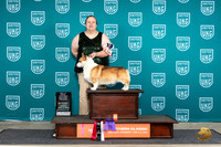 Pembroke Welsh Corgi #160 Sat BOB