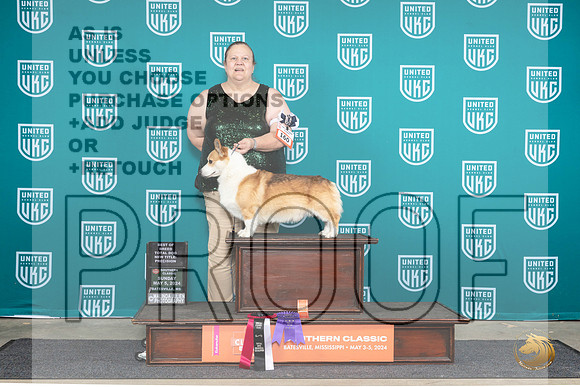 Pembroke Welsh Corgi #160 Sat BOB__JP_6713_BatesvilleMS_2024_HR3
