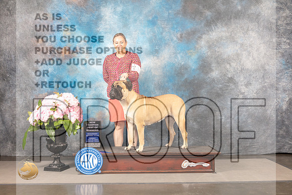 Bullmastiff #10 Sun BOW Judge Ken Murray_MJ_7867_Houston_2022_HR3