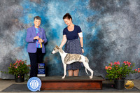 Whippet #5 Sunn BOWBOB Judge Christie Martinez