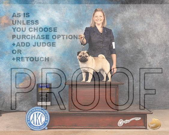 Pug #7 Sun BOB Judge Thomson Stanfield Jr-MMJ_4416-Abilene2022-HR3