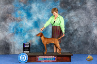 Vizsla #12 Wed WB Judge Judge Ida Kavafian