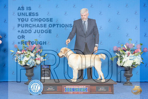 Labrador Retriever #17 SUN BOW Judge Sandra Lex__JP_0570_Houston_2024_HR3