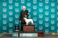French Bulldog #1162 Thurs Top10BOB Judge Sharon Griffin