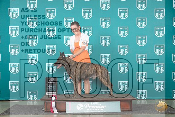Dutch Shepherd #800 Sat TD__JP_2488_Premier_2024_HR3