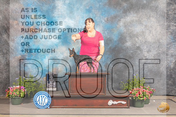 Toy Manchester Terrier #5 Fri WDBOW Judge Allen Odom r_MJ_0011_SA_2022_HR3