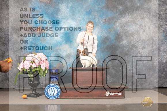 Papillon #7 Sun WDBOW Judge Barbara Alderman_MJ_8321_Houston_2022_HR3