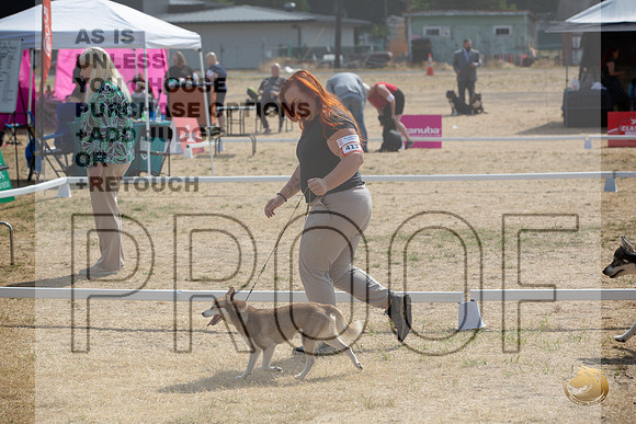 Ringside Longview WA 2024 Alaska Klee Kai #413_JJL_3559_Longview WA_2024_HR3