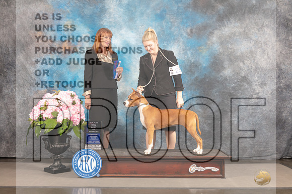 American Staffordshire Terrier #8 Sat BOW Judge Linda Hurlebaus-_MJ_7174e_SA2022-HR3