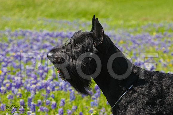 LolaBluebon-0715LR