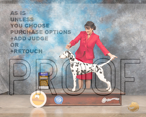 Dalmatian #8 Sat BOB Judge Gary AndersenMMJ_4726_Mdlnd2022_HR3