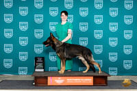 German Shepherd Dog #122 Sun TD