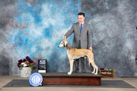Saluki #19 Sat BOWM Judge Eric Liebes