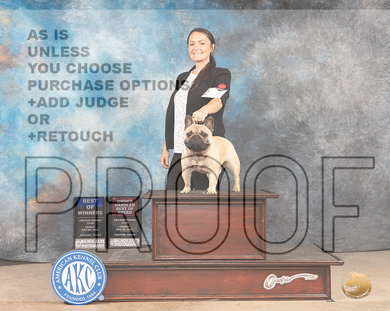 French Bulldog #5 Fri BOBOHBOB Judge Thomson Stanfield Jr-MMJ_3336-Addison2022-HR3