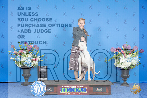 Dogo Argentino #7 THUR WD BOS Judge Nancy Liebes__JP_8494_Houston_2024_HR3