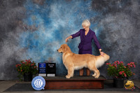 Golden Retriever #11 Sat WDBOWM Judge Wendy G Willhauck