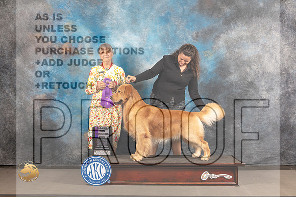 Golden Retriever #55 Wed WD Judge Jill Warren_MJ_3040_Houston_2022_HR3