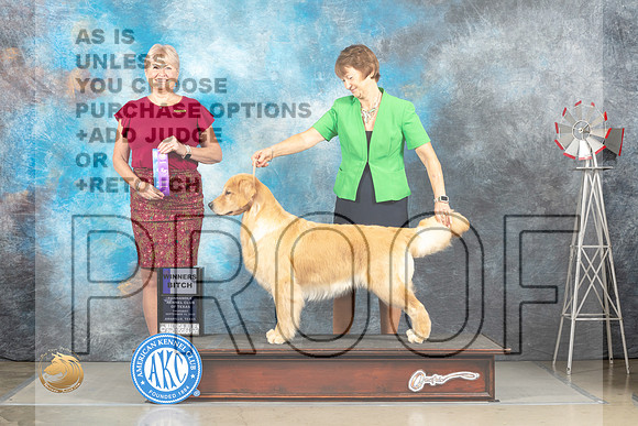 Golden Retriever #20 Thurs WB Judge Debra Thornton_MJ_3520e_Amarillo_2022_HR3