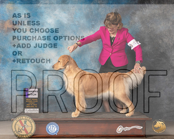 Golden Retriever #42 Fri WB Judge Judy BrownMMJ_3342_Mdlnd2022_HR3