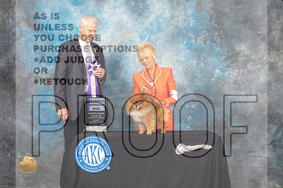 Pomeranian #51 Fri RWD Judge Jon Cole_MJ_9635_HstnTOY_2022_HR3