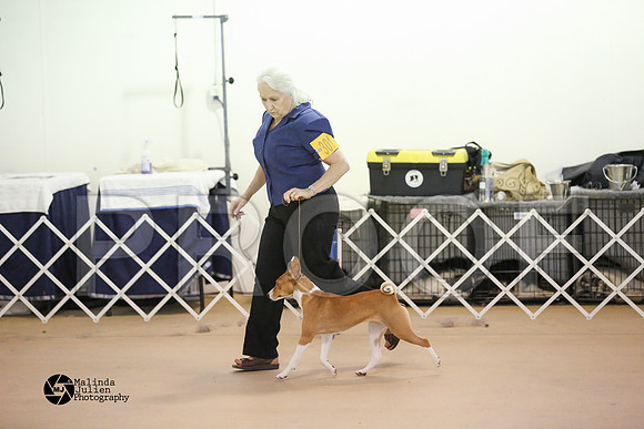 Basenji-0403-HtoJan2014-HR3