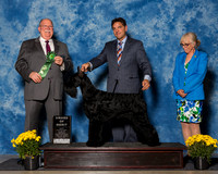 Giant Schnauzers #40 Fri AoM Donna Jansen D Greg Reyna Michael Rutkus Agent Greg Reyna Judge Mr Douglas R Holloway