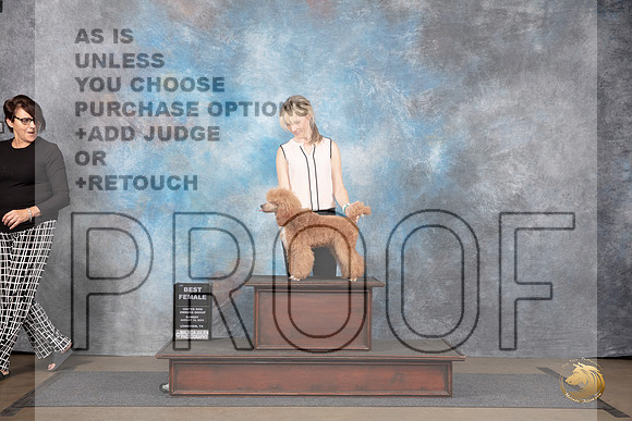 Poodle Miniature MC #389 BF Judge Matthew Proctor__JP_2978_LongviewTX_2024_HR3