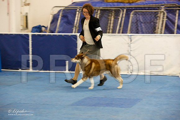 _M3_9113-AddisonHuskyMar2015-HR3
