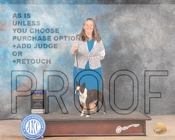Boston Terrier #9 Sun BOB Judge Peggy McIlwaine r-MMJ_5124-Abilene2022-HR3