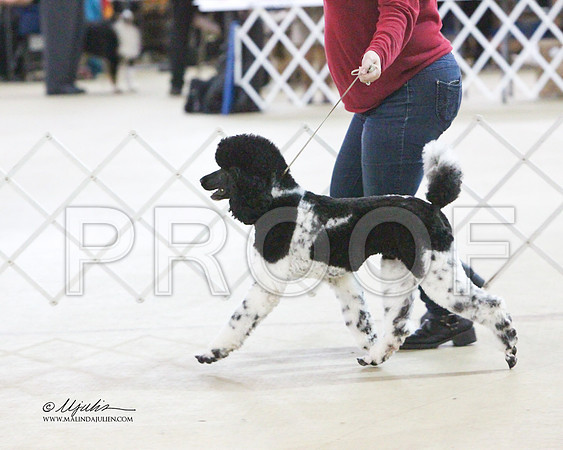MC Std Poodle-2626