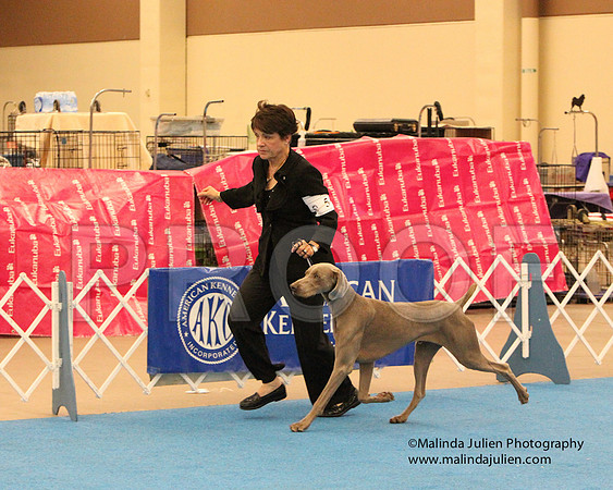 Weim-0583