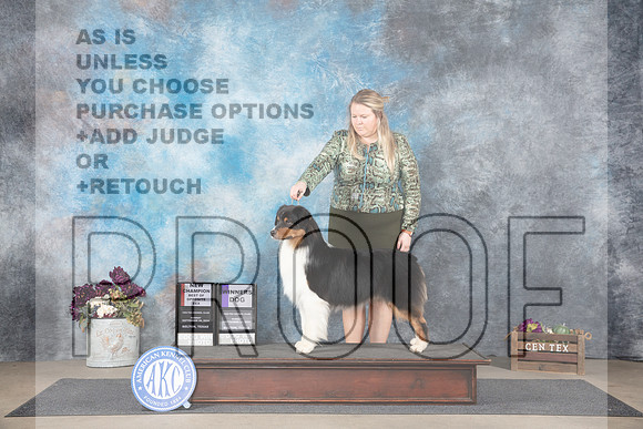 Australian Shepherd #7 Sun WDBOSNCh Judge Gloria Kerr__JP_7624_Belton_2024_HR3