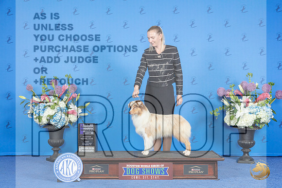 Miniature American Shepherd #22 FRI WB NC Judge Angela Cooper__JP_0299_Houston_2024_HR3