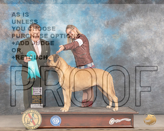 Bullmastiff #16 OHBIS Judge Del RichardsMMJ_3735_Mdlnd2022_HR3