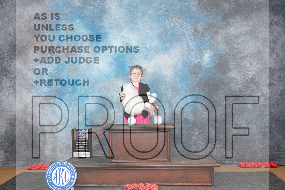 Poodle Toy # Sun BOB NCH Judge Nikki Riggsbee__JP_0629_Sulphur Springs_2024_HR3