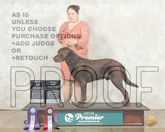 Chesapeake Bay Retriever #212 Sat BOBTDQ__MJ_9293_Premier_2022_HR3