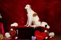 Silken Windhound Jan Decker