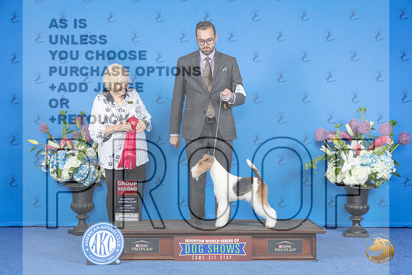 Wire Fox Terrier #8 SUN G2 Judge Nancy Liebes__JP_0754_Houston_2024_HR3