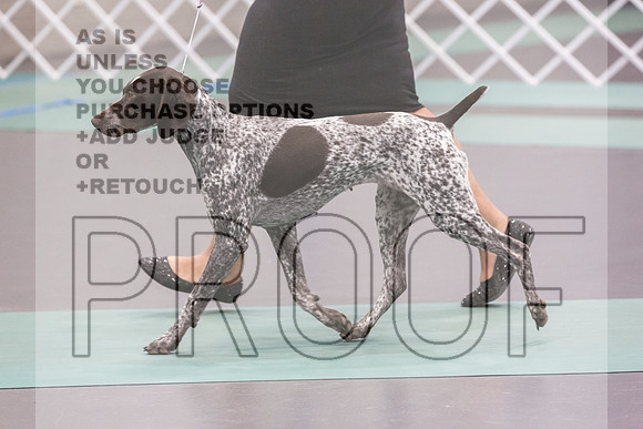 German Shorthaired Pointer Rings Sat_JJL_8864_UKCLNGVIEWOCT2024_2024_HR3