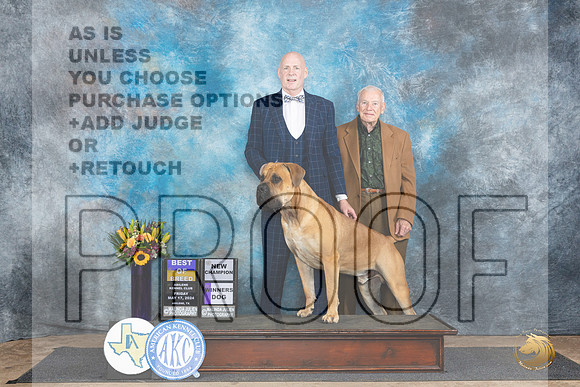 Boerboel #5 Fri BOBWDCH Judge Rick Gschwender__JP_9173_Abilene_2024_HR3
